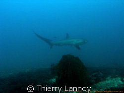 Thresher shark....a bit far, but they are really shy....i... by Thierry Lannoy 